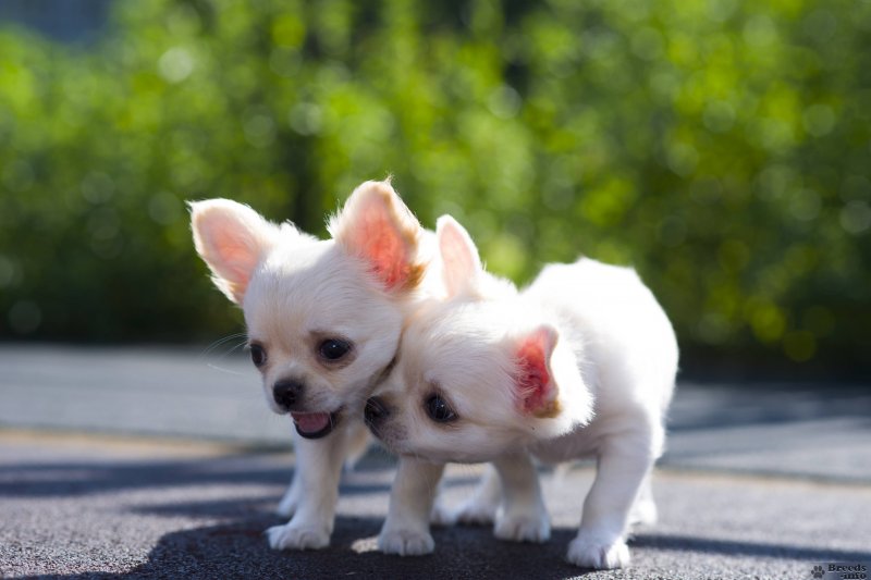 Предлагаем к продаже прекрасных щенков Чихуахуа длинношерстный