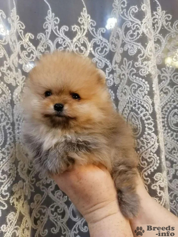 Шпицы помы